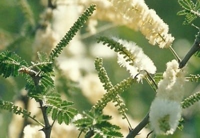 Acacia Senegal Gum