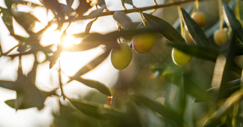 Winter skin saviours: How olive ingredients can transform your skin this season