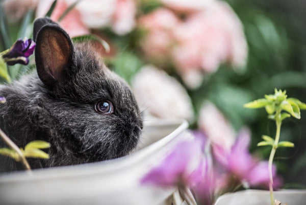 Cruelty-Free And Vegan Skincare