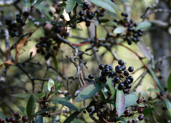 Australian Mountain Pepper Berry Skin Benefits