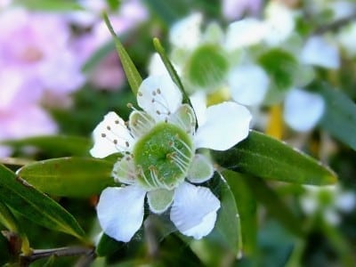 Get Rid Of Body Acne, Fungal Infections And Body Odour Fast With This Native Extract