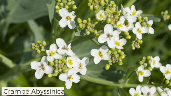 Crambe Abyssinica Skin Benefits