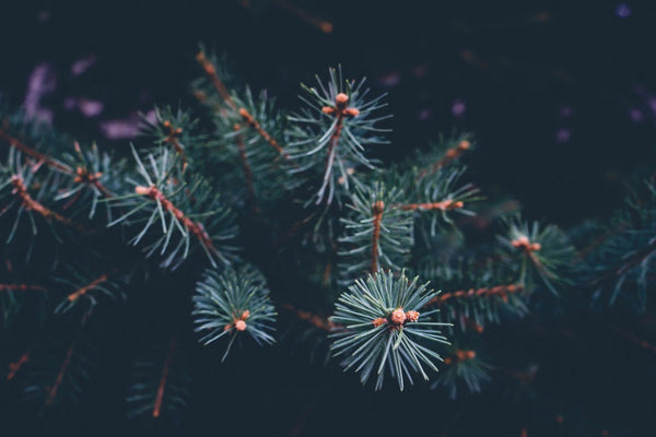 An Eco-Friendly Christmas