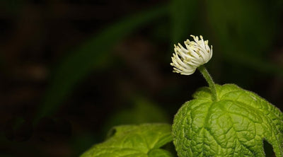 Goldenseal: Acne Remedy And Antibacterial Powerhouse