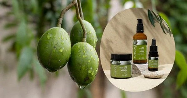 Alt text: Fresh green olives on branch with water droplets alongside Botani Olive Skin Serum and Repair Cream on stone — olive squalene skincare products for winter barrier repair