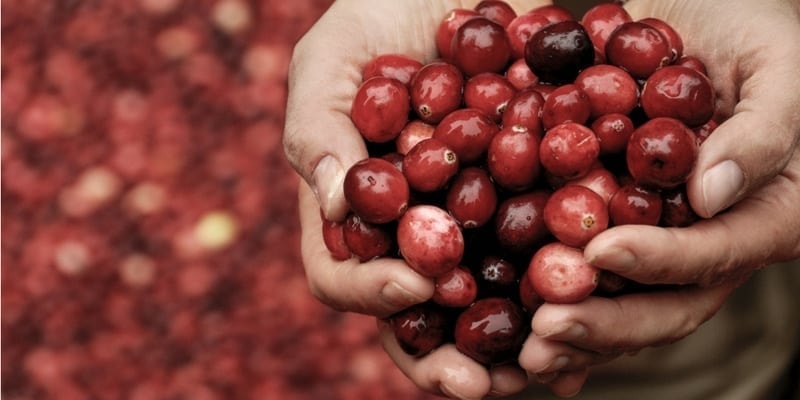Benefits Of Cranberry Seed Oil